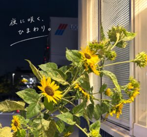 夏の終わり🌻