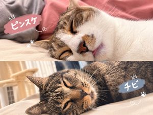すやすやタイム🐾