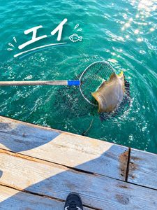 🎣 早朝から釣りへ！仮屋湾遊漁センター🐟