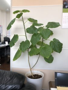 花言葉は すこやか のほかに あと２つ 有限会社シュライン物流